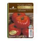 Plant de tomate 'Carmello' F1 greffée : pot de 1 litre